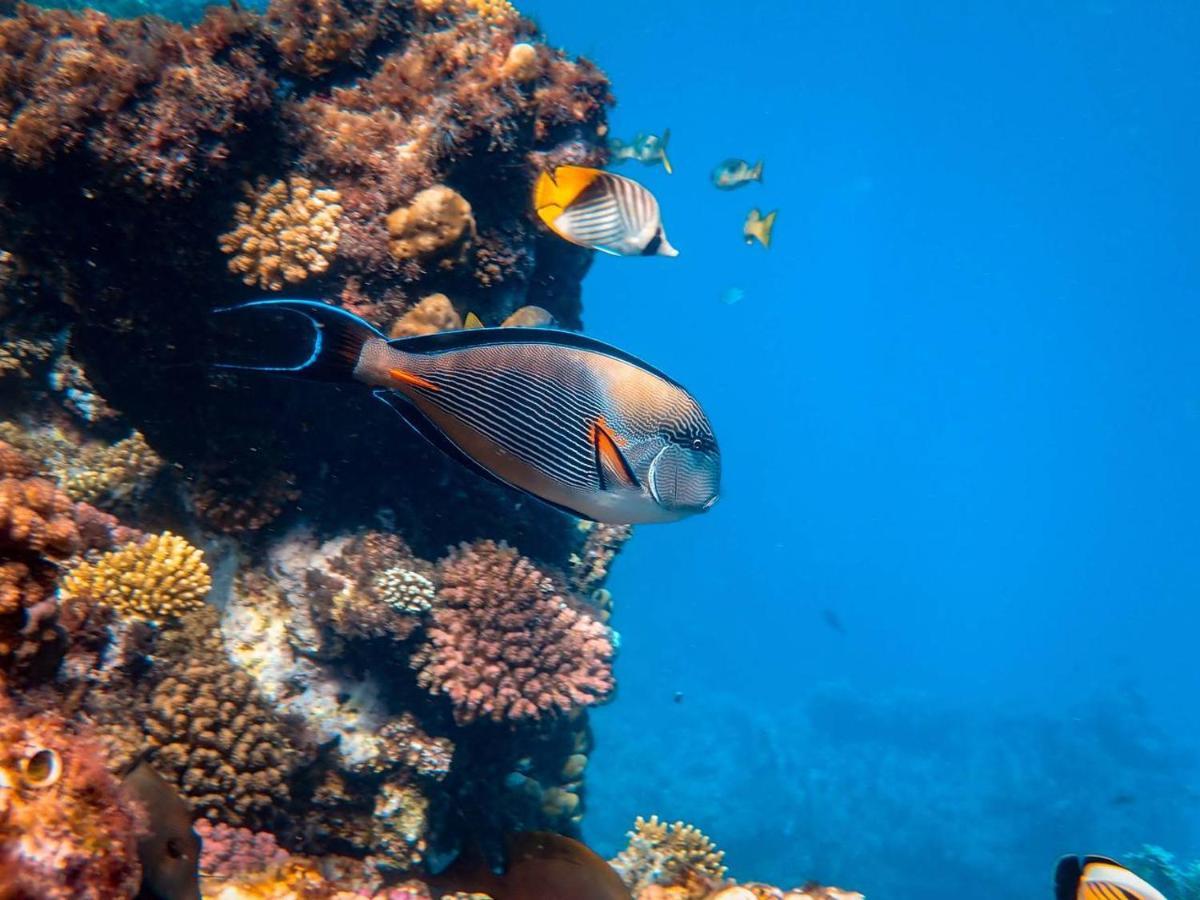 Manta Dhangethi Eksteriør bilde