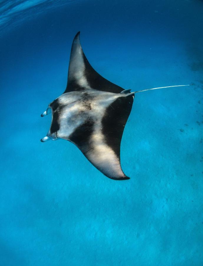 Manta Dhangethi Eksteriør bilde